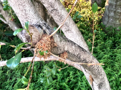 Pest Management