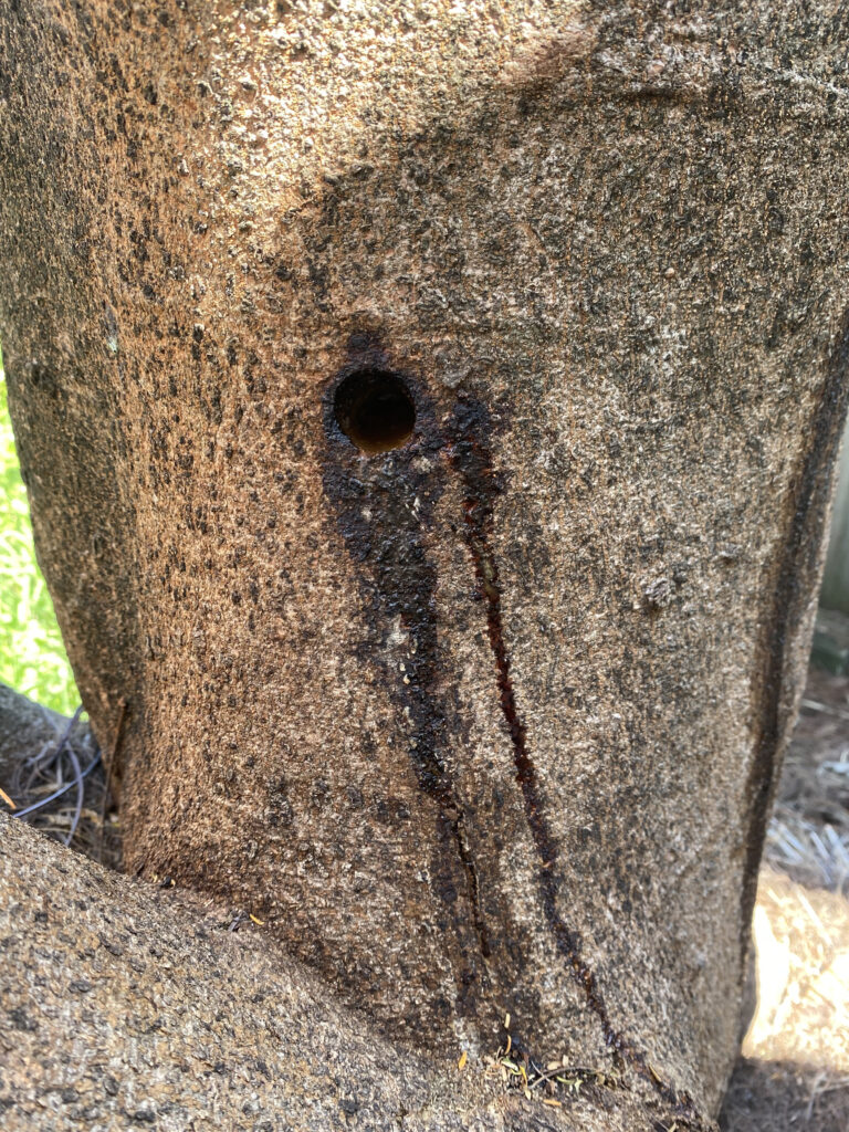 Tree with a drill hole, suspected of chemical poisoning.