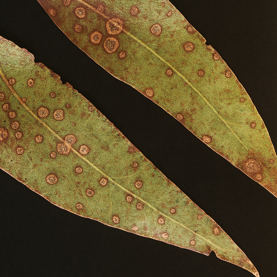 Identifying Diseases: Target Leaf Spot (Aulographina eucalypti ...