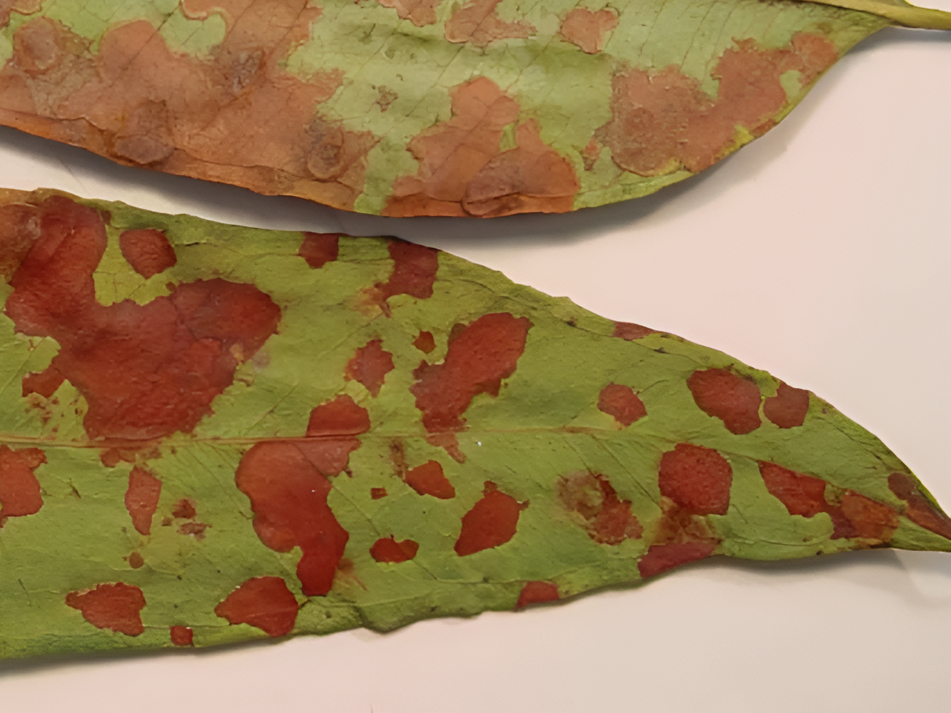 Leaf with severe case of Marksii Leaf Spot