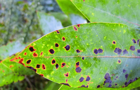 Marksii Leaf Spot