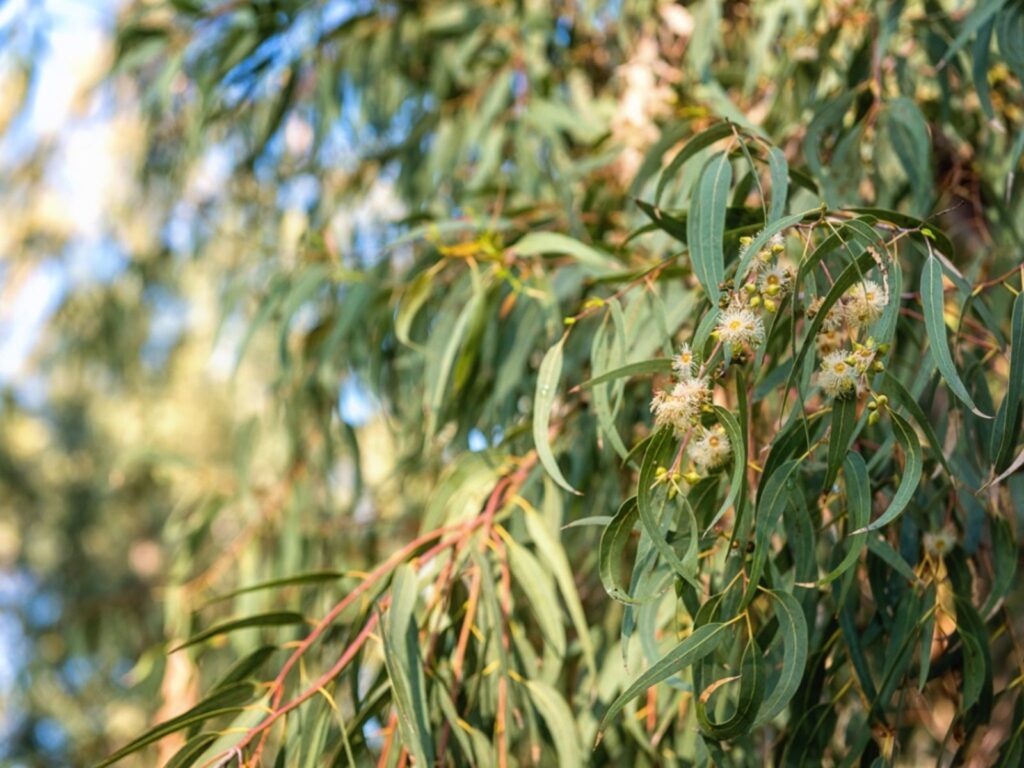 Eucalyptus leaves