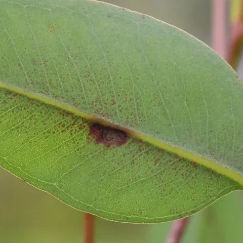 Purple leaf spot example 3.