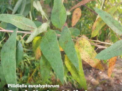 Coniella leaf blight