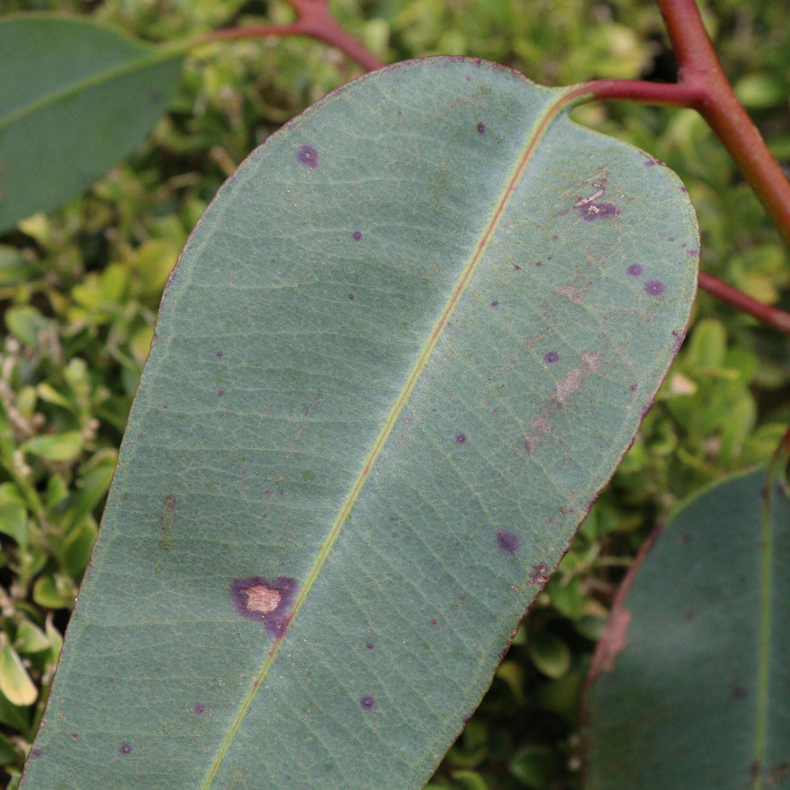 Purple leaf spot example 1.