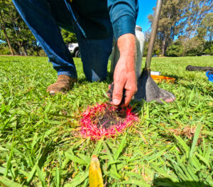 lawn care